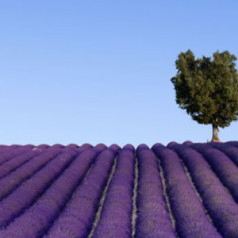 Provence