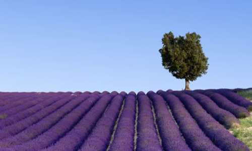 Frankreich von seiner schönen Seite - die Provence