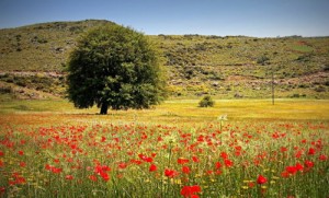 Wiesen und Berge auf Kreta   