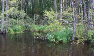 Naturpark bei Rowy