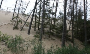 Sanddünen an der Ostsee