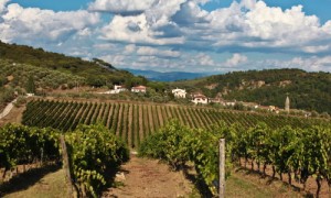 Weinberge in der Toskana